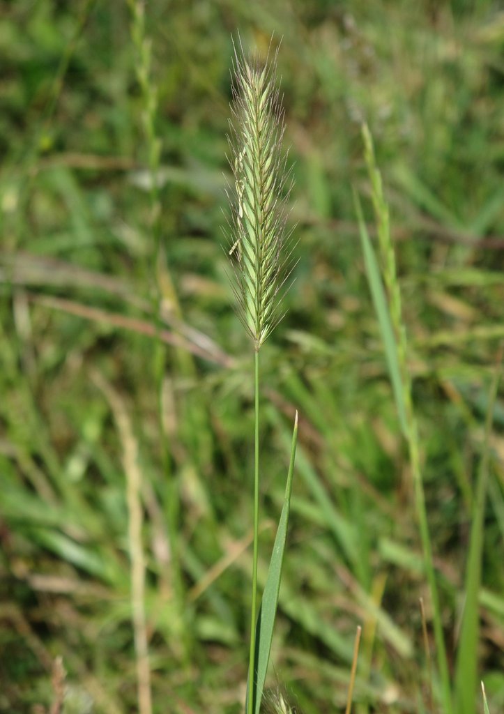 Hordeum secalinum